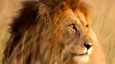 Lion in the Masai Mara at golden hour