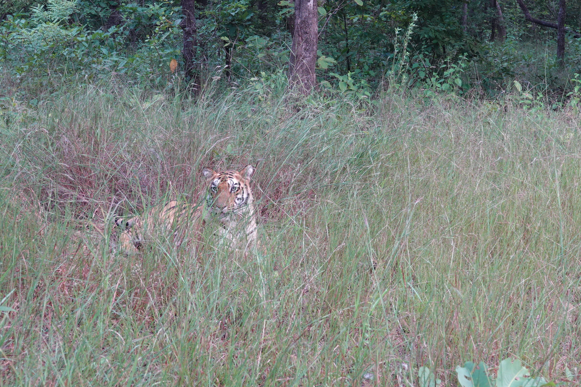 Bengal tiger, India